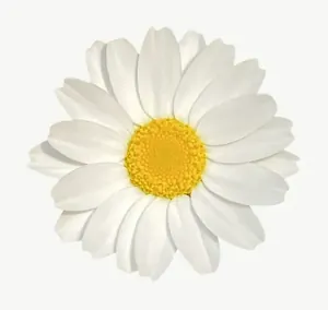 White daisy flower, wide PNG with transparent background, real photo cutout