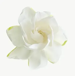 White gardenia flower, close-up PNG with transparent background, real photo cutout