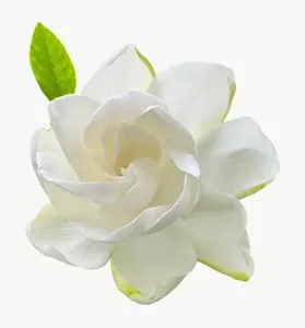 White gardenia flower, loosely framed PNG with transparent background, real photo cutout