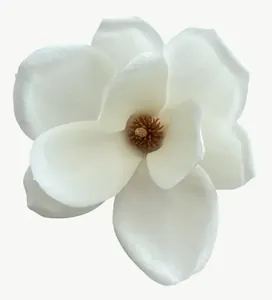 White gardenia flower, tall PNG with transparent background, real photo cutout