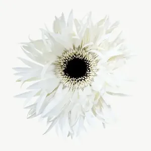 White gerbera flower PNG with transparent background, real photo cutout