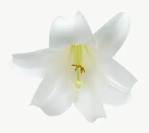 White lily flower, close-up PNG with transparent background, real photo cutout