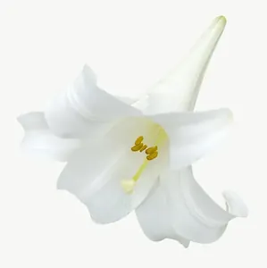 White lily flower, loosely framed PNG with transparent background, real photo cutout