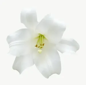White lily flower, tall PNG with transparent background, real photo cutout