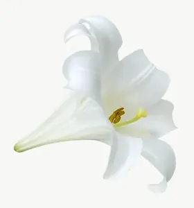 White lily flower, right-facing PNG with transparent background, real photo cutout