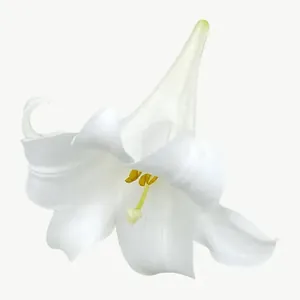 White lily flower, low bloom PNG with transparent background, real photo cutout