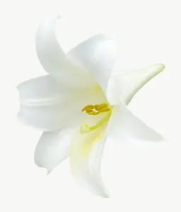 White lily flower, wide PNG with transparent background, real photo cutout