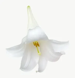 White lily flower, with stem PNG with transparent background, real photo cutout