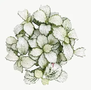 White nerve plant leaf PNG with transparent background, real photo cutout
