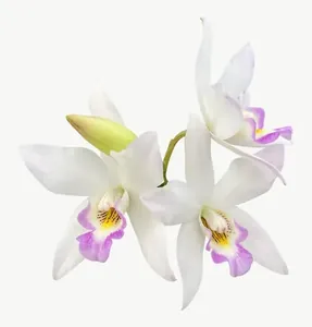 White orchid flower, round PNG with transparent background, real photo cutout
