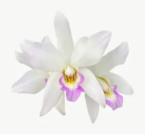 White orchid flower, round, close-up PNG with transparent background, real photo cutout
