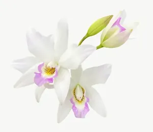 White orchid flower, close-up PNG with transparent background, real photo cutout
