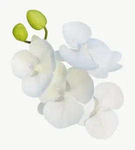 White orchid flower, loosely framed PNG with transparent background, real photo cutout