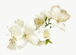White orchid flower, wide PNG with transparent background, real photo cutout