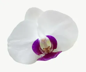 White orchid flower, tall PNG with transparent background, real photo cutout