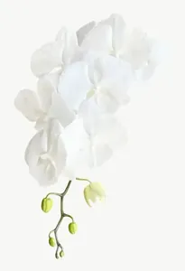 White orchid spray flower PNG with transparent background, real photo cutout
