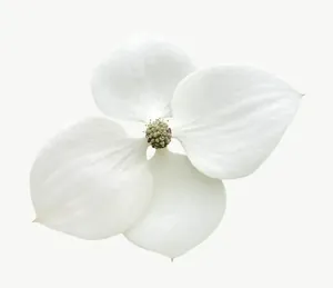 White pansy flower PNG with transparent background, real photo cutout