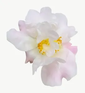 White peony flower PNG with transparent background, real photo cutout