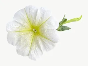 White petunia flower PNG with transparent background, real photo cutout
