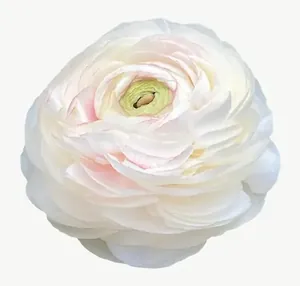 White ranunculus flower PNG with transparent background, real photo cutout