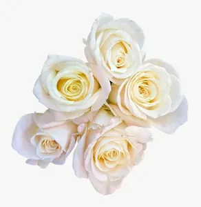 White rose cluster flower PNG with transparent background, real photo cutout
