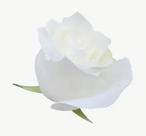 White rose flower PNG with transparent background, real photo cutout
