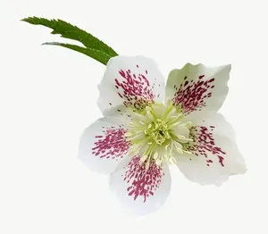 White spotted alstroemeria flower PNG with transparent background, real photo cutout