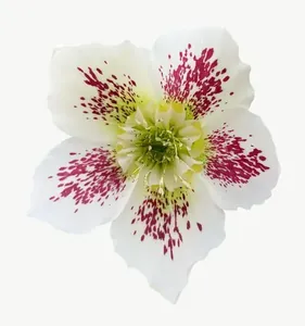 White spotted hellebore flower PNG with transparent background, real photo cutout