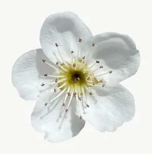 White wildflower, round PNG with transparent background, real photo cutout