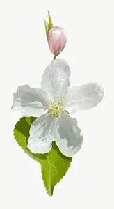 White wildflower, tall PNG with transparent background, real photo cutout