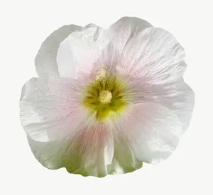 White wildflower, round, close-up PNG with transparent background, real photo cutout