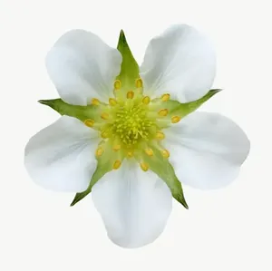 White wildflower, round, close-up, pale PNG with transparent background, real photo cutout