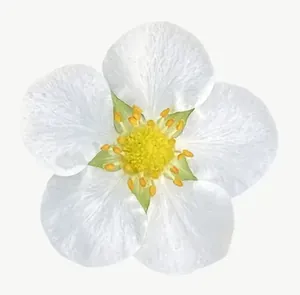 White wildflower, close-up PNG with transparent background, real photo cutout