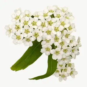 White yarrow flower PNG with transparent background, real photo cutout