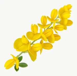 Yellow blossom sprig flower PNG with transparent background, real photo cutout
