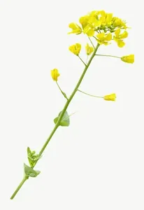 Yellow blossom stem flower PNG with transparent background, real photo cutout