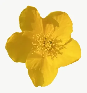 Yellow buttercup flower PNG with transparent background, real photo cutout