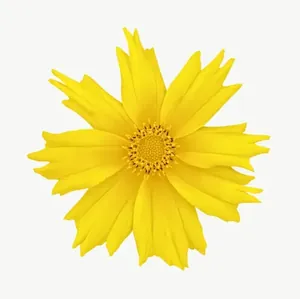Yellow coreopsis flower PNG with transparent background, real photo cutout