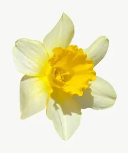 Yellow daffodil flower, close-up PNG with transparent background, real photo cutout