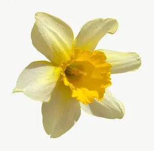 Yellow daffodil flower, loosely framed PNG with transparent background, real photo cutout