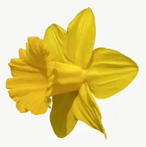 Yellow daffodil flower, tall PNG with transparent background, real photo cutout