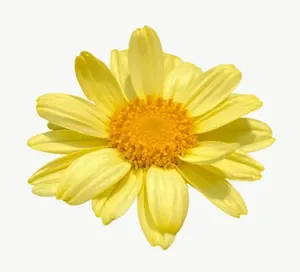 Yellow daisy flower PNG with transparent background, real photo cutout