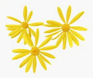 Yellow flower cluster PNG with transparent background, real photo cutout