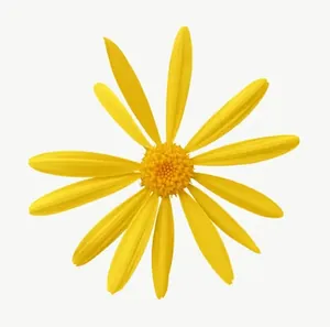 Yellow flower, close-up PNG with transparent background, real photo cutout