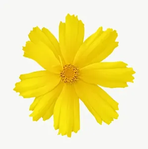 Yellow flower, loosely framed PNG with transparent background, real photo cutout
