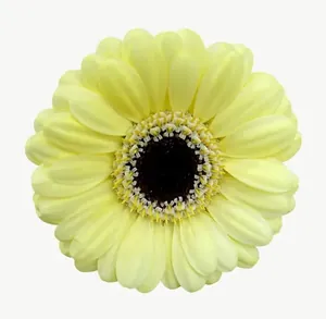 Yellow gerbera flower, close-up PNG with transparent background, real photo cutout