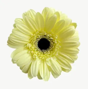 Yellow gerbera flower, vivid PNG with transparent background, real photo cutout