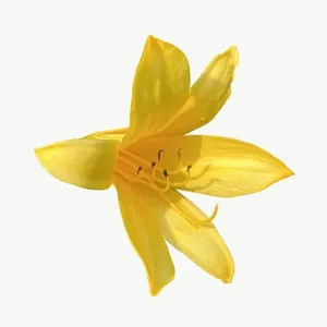 Yellow lily flower, vivid PNG with transparent background, real photo cutout