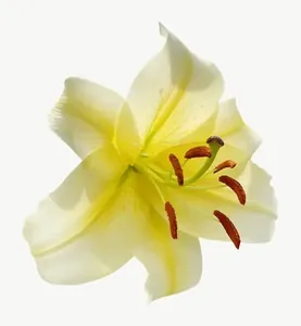 Yellow lily flower, close-up PNG with transparent background, real photo cutout