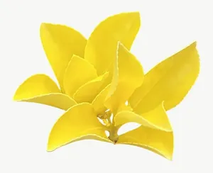 Yellow lily flower, close-up, vivid PNG with transparent background, real photo cutout